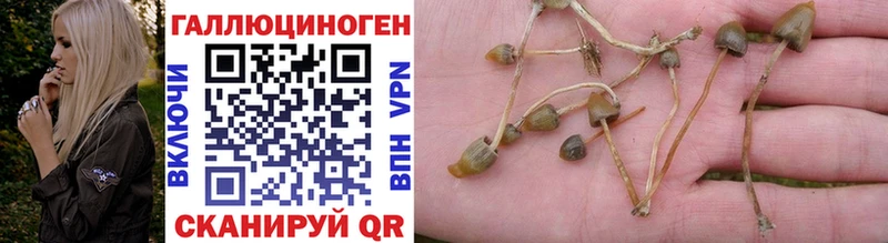 наркотики  Астрахань  Псилоцибиновые грибы Cubensis 